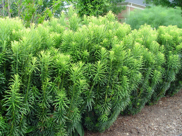 Yew 'Japanese' 3 Gallon - Evergreen Needle Shrub
