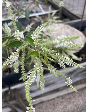 VERBENA, 'ALMOND' 3G