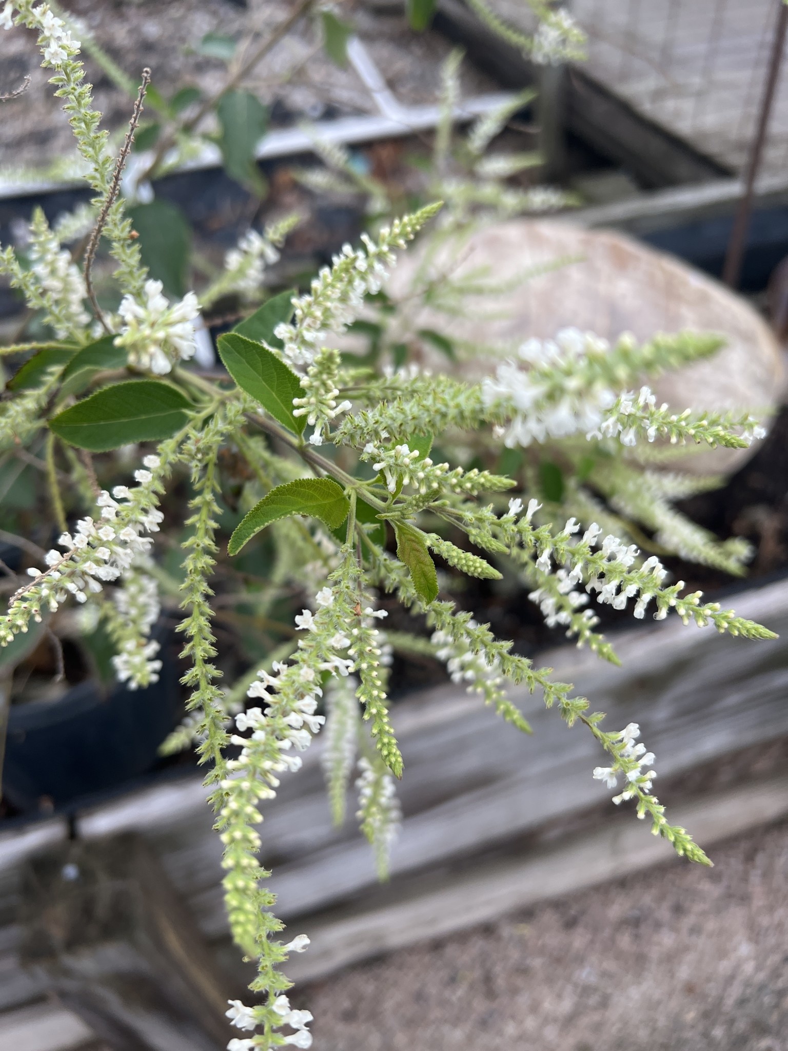 ALMOND VERBENA PLANT, 3 GALLON