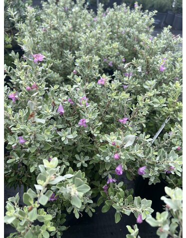Texas Sage 'Silver Star' 3G