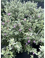 'SILVER STAR' TEXAS SAGE PLANT, 3 GALLON