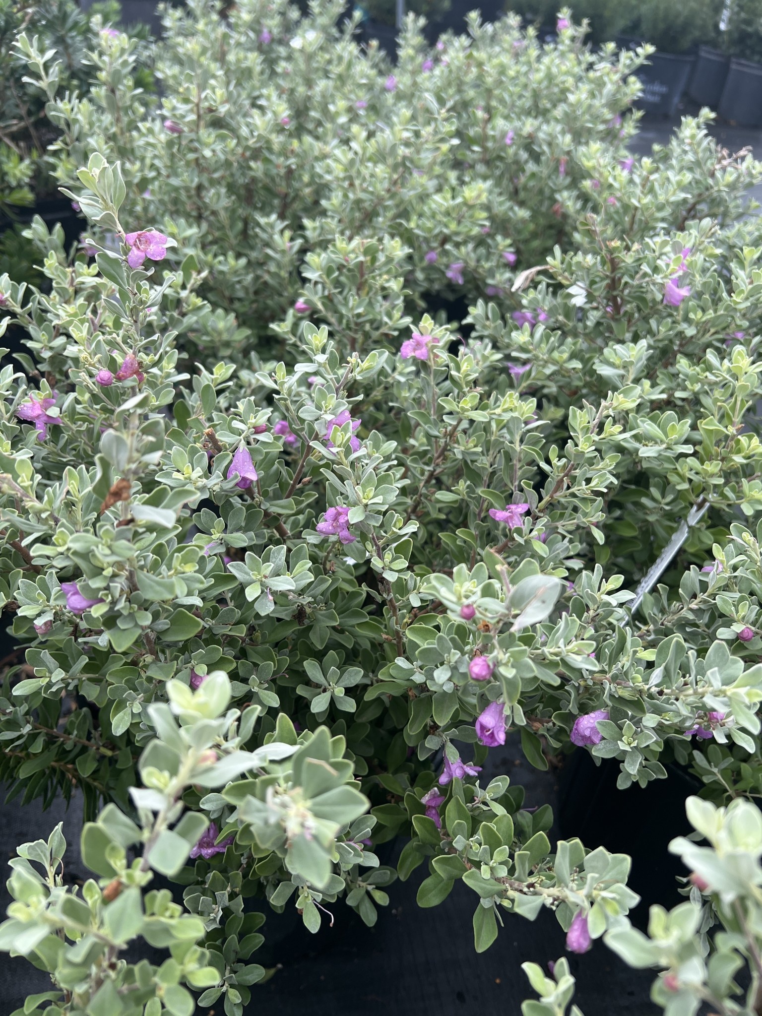 'Silver Star' Texas Sage 3 Gallon - Bright Silver Foliage