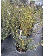 'WALTERS' VIBURNUM PLANT, 3 GALLON