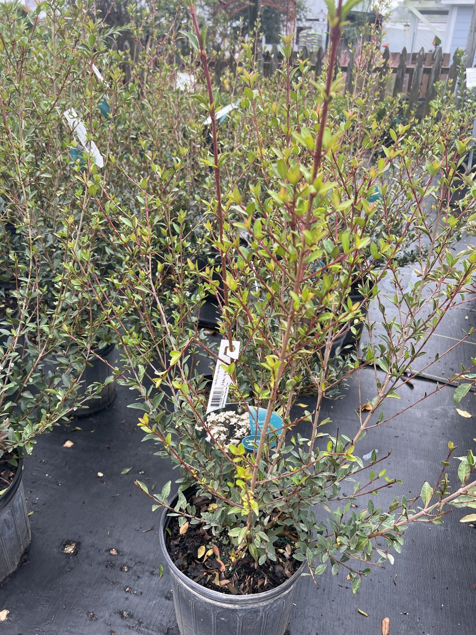 VIBURNUM, 'WALTERS' 3G