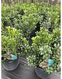 Dwarf Burford Holly 3 Gallon - Ilex cornuta 'Burfordii Nana'