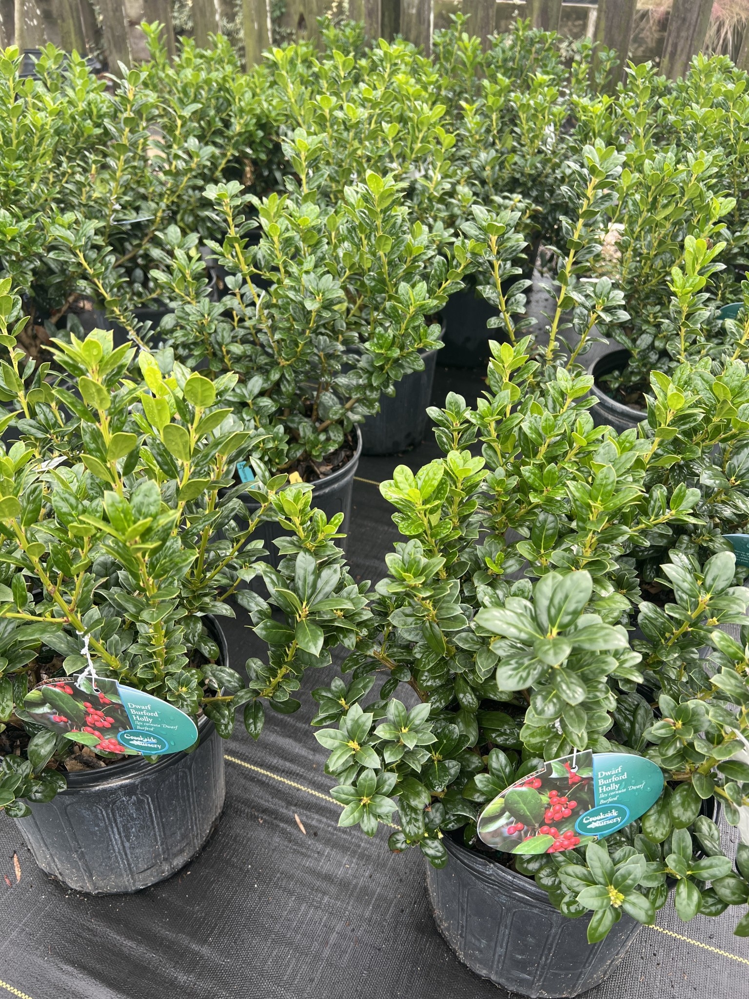 Dwarf Burford Holly 3 Gallon - Ilex cornuta 'Burfordii Nana'