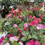 BOUGAINVILLEA, Mix 10" HANGING BASKET