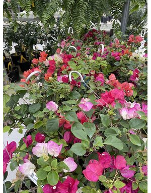BOUGAINVILLEA, Mix 10" HANGING BASKET