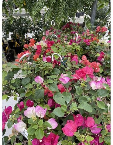 BOUGAINVILLEA, Mix 10" HANGING BASKET