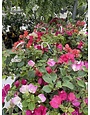 BOUGAINVILLEA, Mix 10" HANGING BASKET