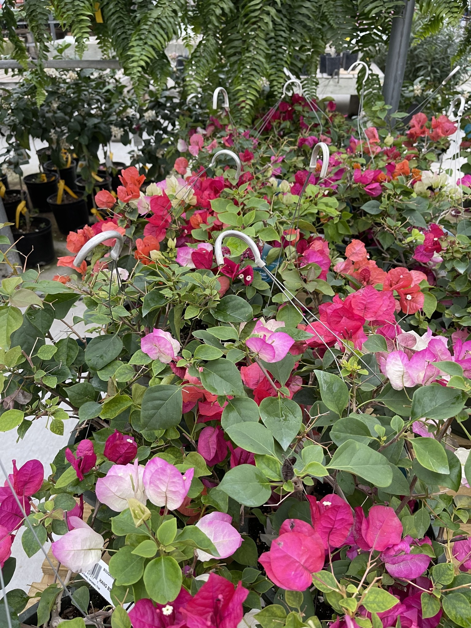 BOUGAINVILLEA, Mix 10" HANGING BASKET
