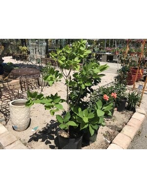 FRINGE TREE, CHINESE WHITE 5G