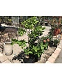 FRINGE TREE, CHINESE WHITE 5G
