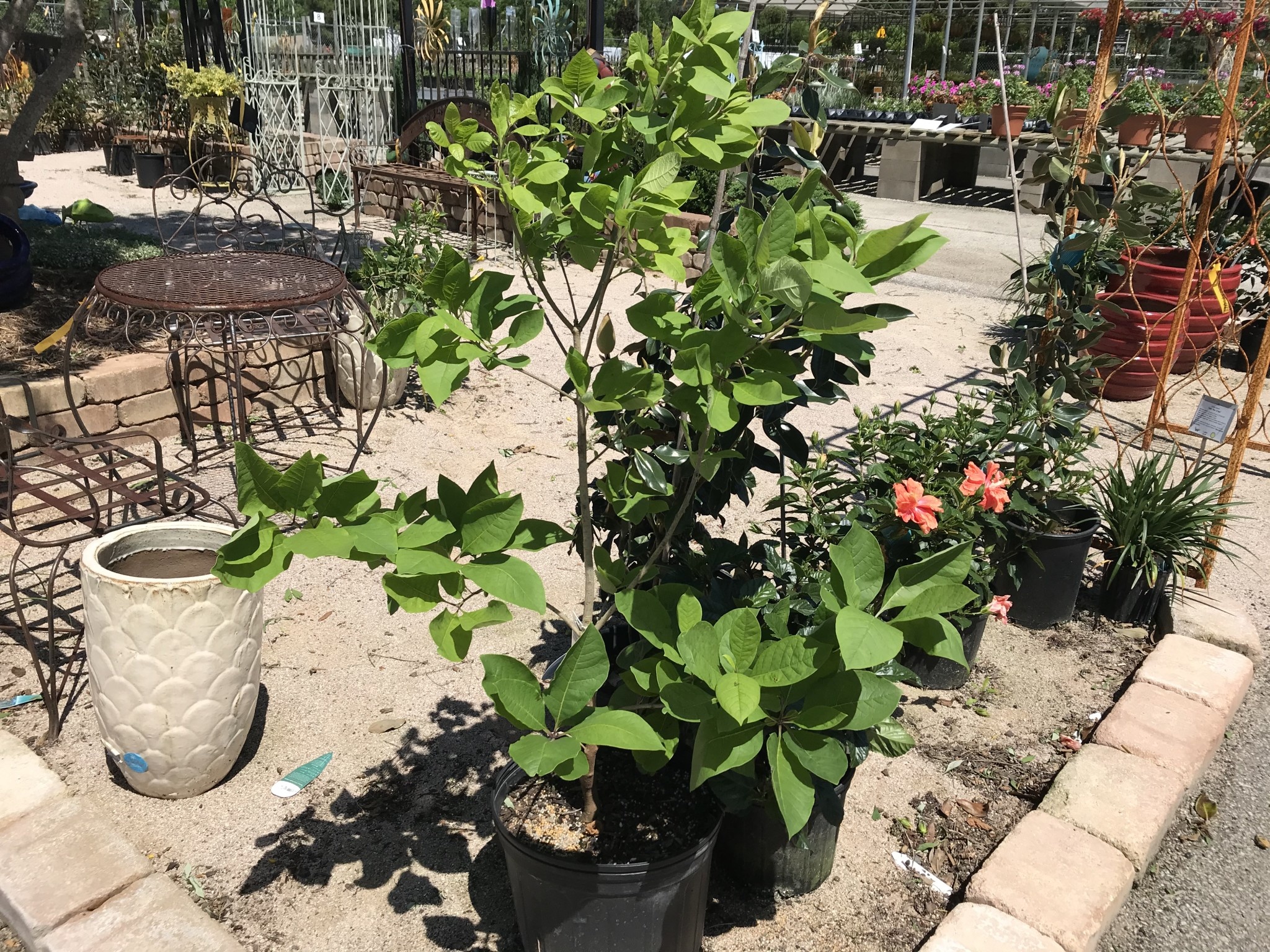 FRINGE TREE, CHINESE WHITE 5G