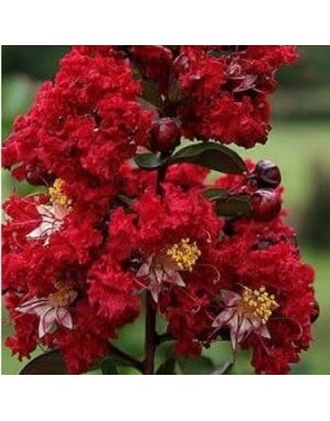Crape Myrtle 'Colorama Scarlet' 15G