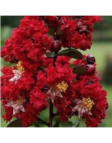 Crape Myrtle 'Colorama Scarlet' 15G