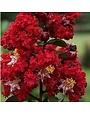 Colorama Scarlet Crape Myrtle 15 Gallon - Lagerstroemia indica 'Colorama Scarlet'