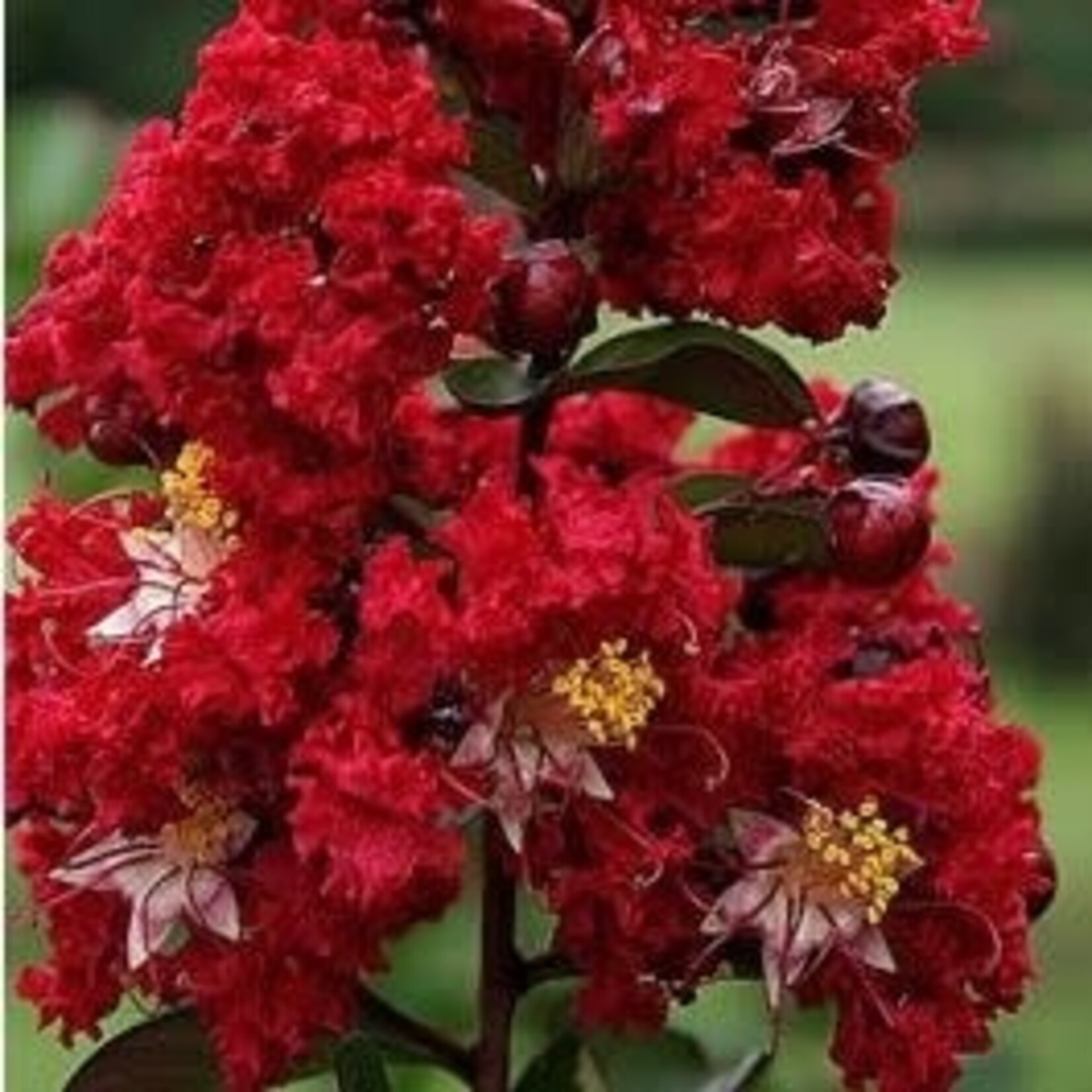 CRAPE MYRTLE, 'COLORAMA SCARLET', 30G