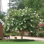 CRAPE MYRTLE, 'NATCHEZ' (white) 30G
