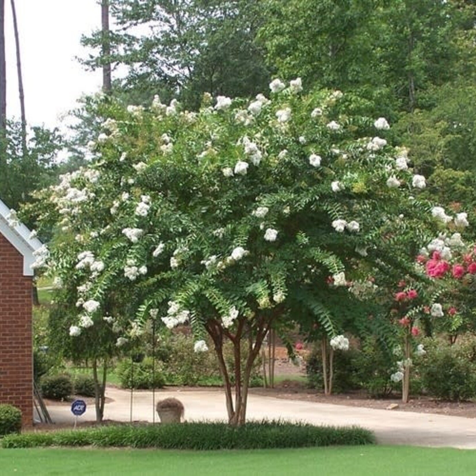 CRAPE MYRTLE, 'NATCHEZ' (white) 30G