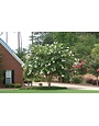 Natchez Crape Myrtle 30 Gallon - Lagerstroemia indica 'Natchez'