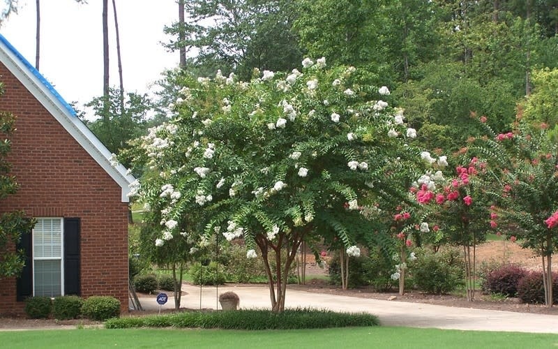 Natchez Crape Myrtle 30 Gallon - Lagerstroemia indica 'Natchez'