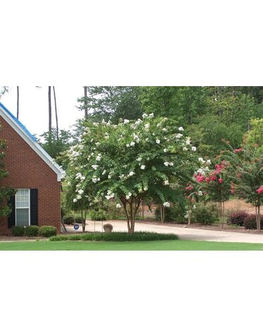 Crape Myrtle 'Natchez' 15G