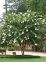 Crape Myrtle 'Natchez' 15G