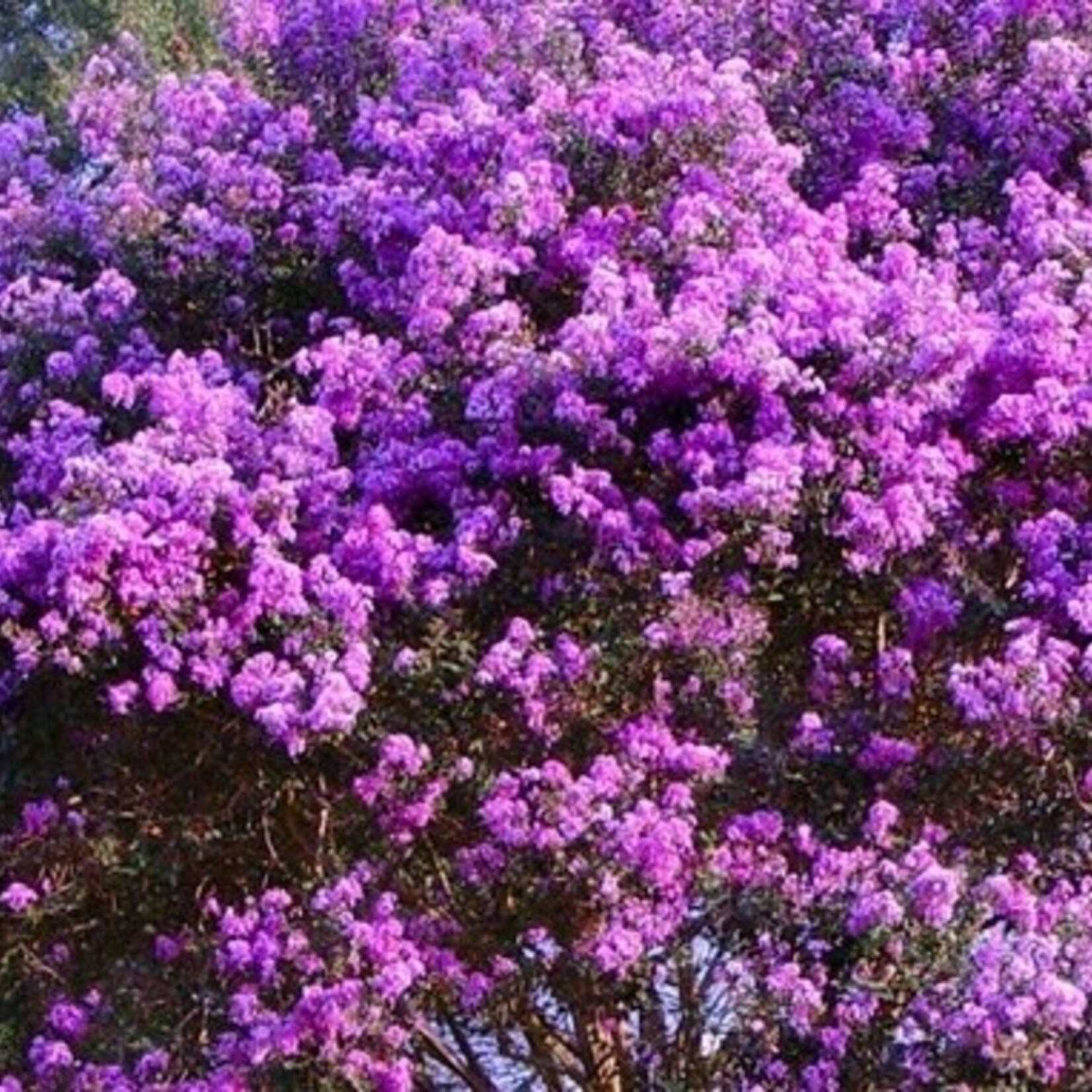 CRAPE MYRTLE, 'TWILIGHT' (purple), 15G