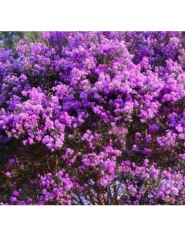 Crape Myrtle 'Twilight' 15G