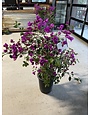 'ELIZABETH ANGUS' BOUGAINVILLEA PLANT, 5 GALLON, TRELLISED