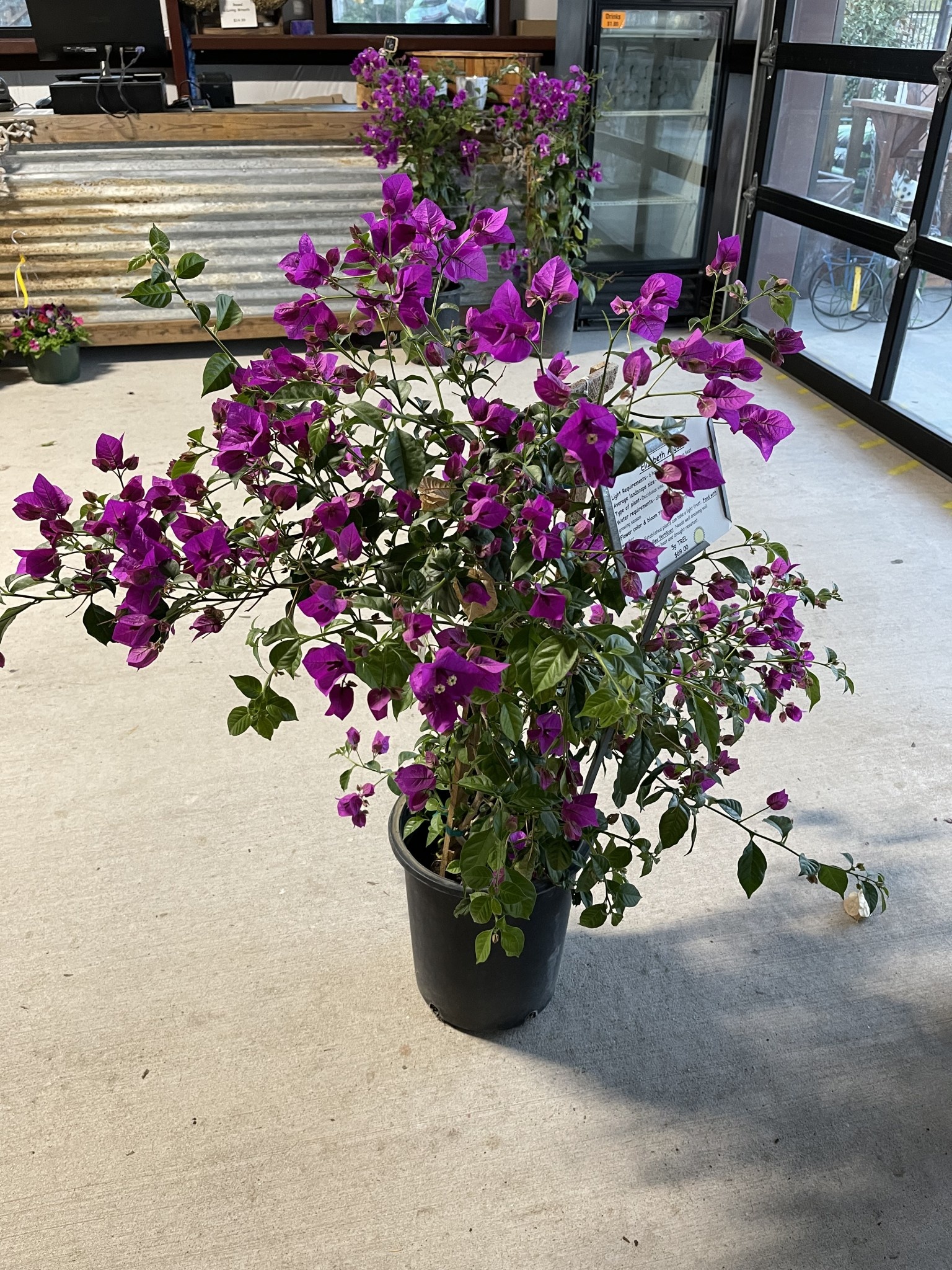 'ELIZABETH ANGUS' BOUGAINVILLEA PLANT, 5 GALLON, TRELLISED