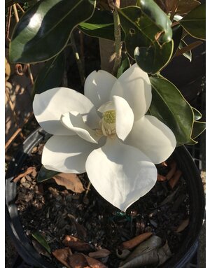 Magnolia 'Little Gem' 30G