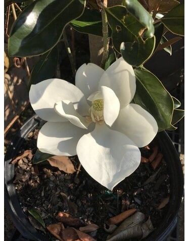 Magnolia 'Little Gem' 30G