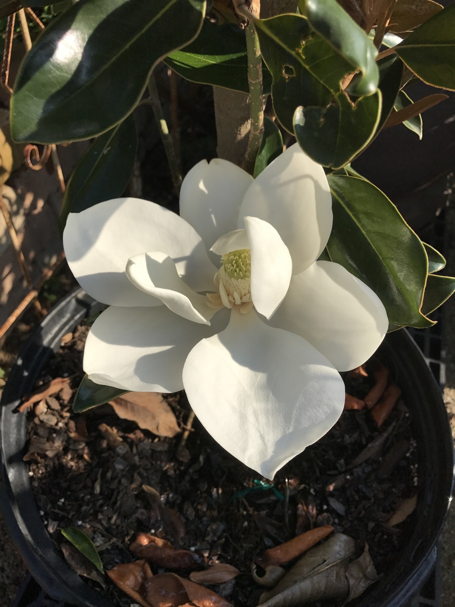 Little Gem Magnolia 30 Gallon - Magnolia grandiflora 'Little Gem'