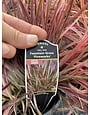 GRASS, 'FIREWORKS' FOUNTAIN GRASS 1G