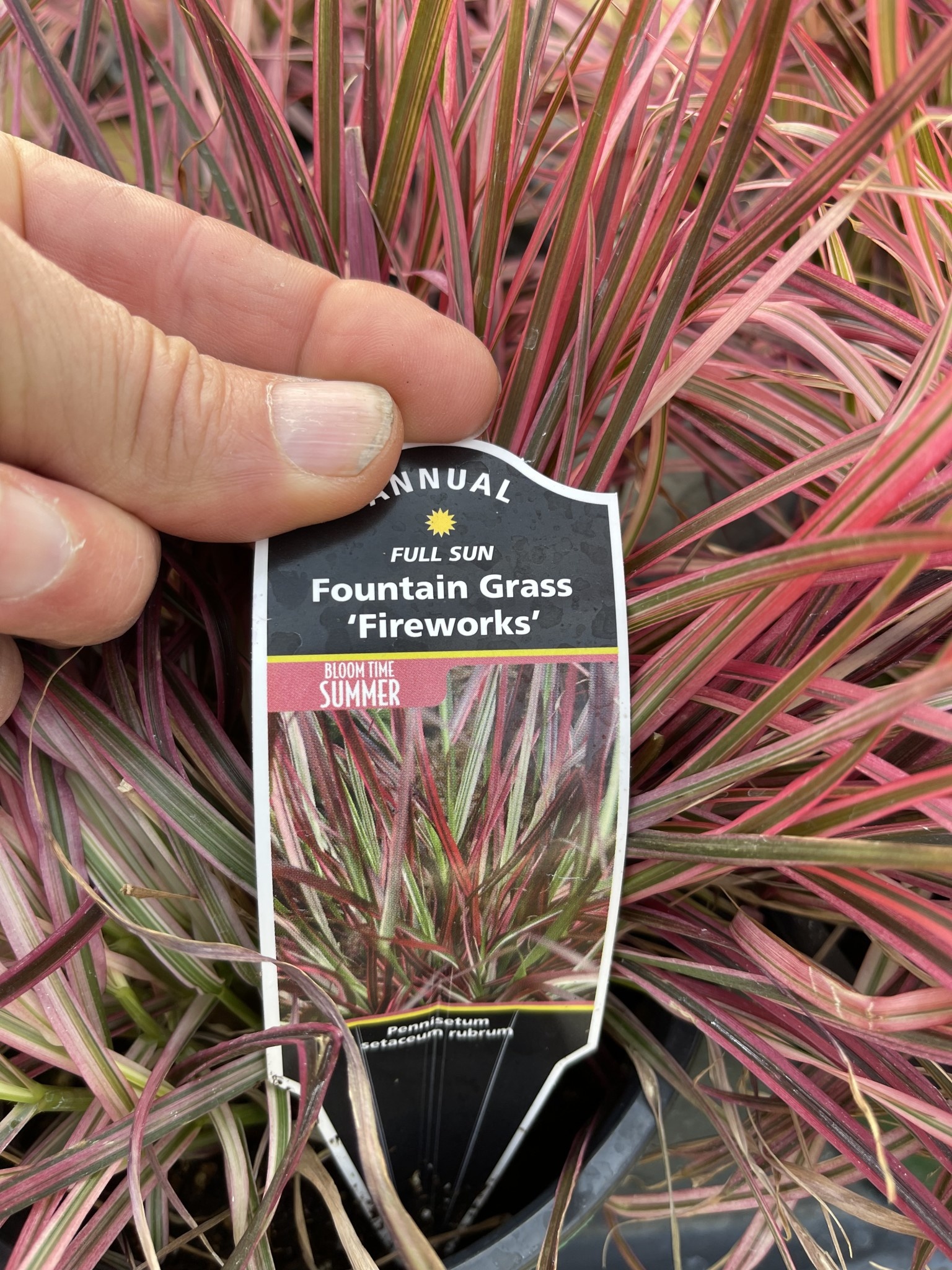 FIREWORKS FOUNTAIN GRASS, 1 GALLON