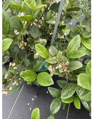 Viburnum 'Sandankwa' 3G