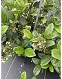 Viburnum 'Sandankwa' 3 Gallon - Fragrant White Blooming Evergreen