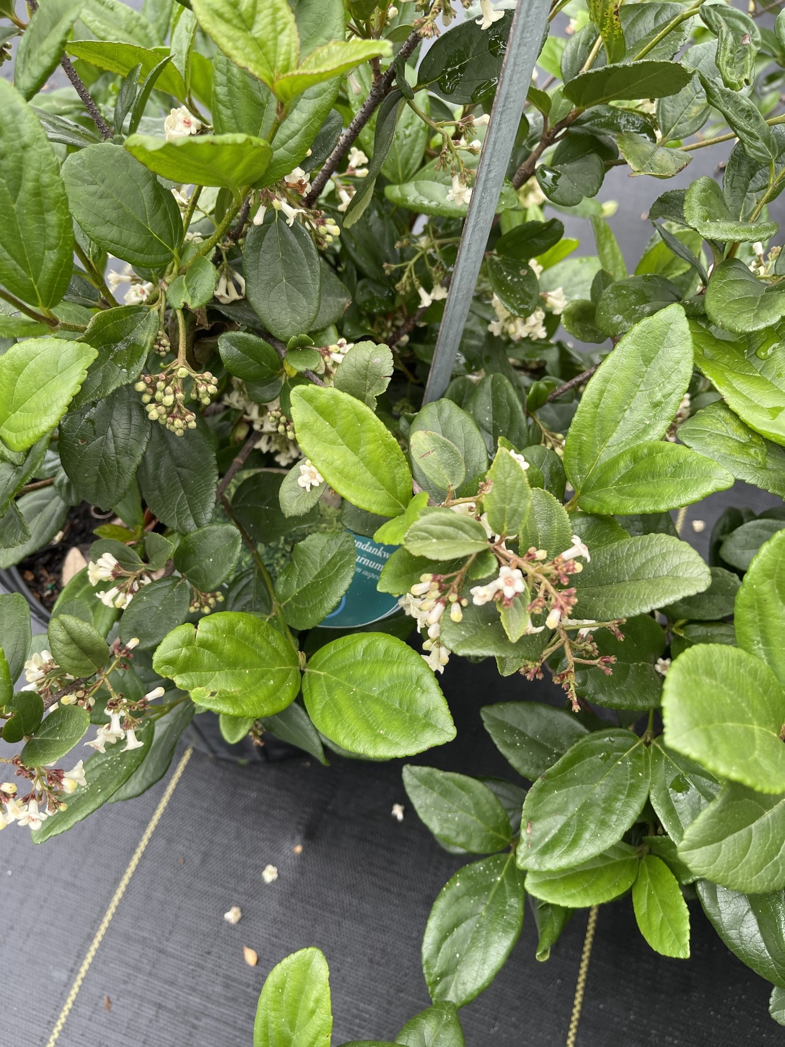 Viburnum 'Sandankwa' 3 Gallon - Fragrant White Blooming Evergreen