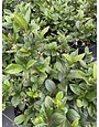 Viburnum 'Sandankwa' 3 Gallon - Fragrant White Blooming Evergreen
