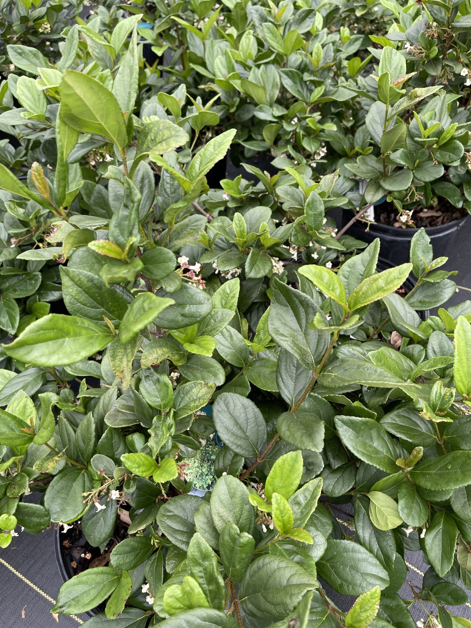 'SANDANKWA' VIBURNUM PLANT, 3 GALLON