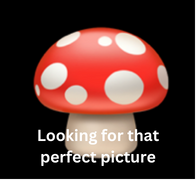 Bloomsweet Grapefruit Tree 3 Gallon - Citrus paradisi 'Bloomsweet'