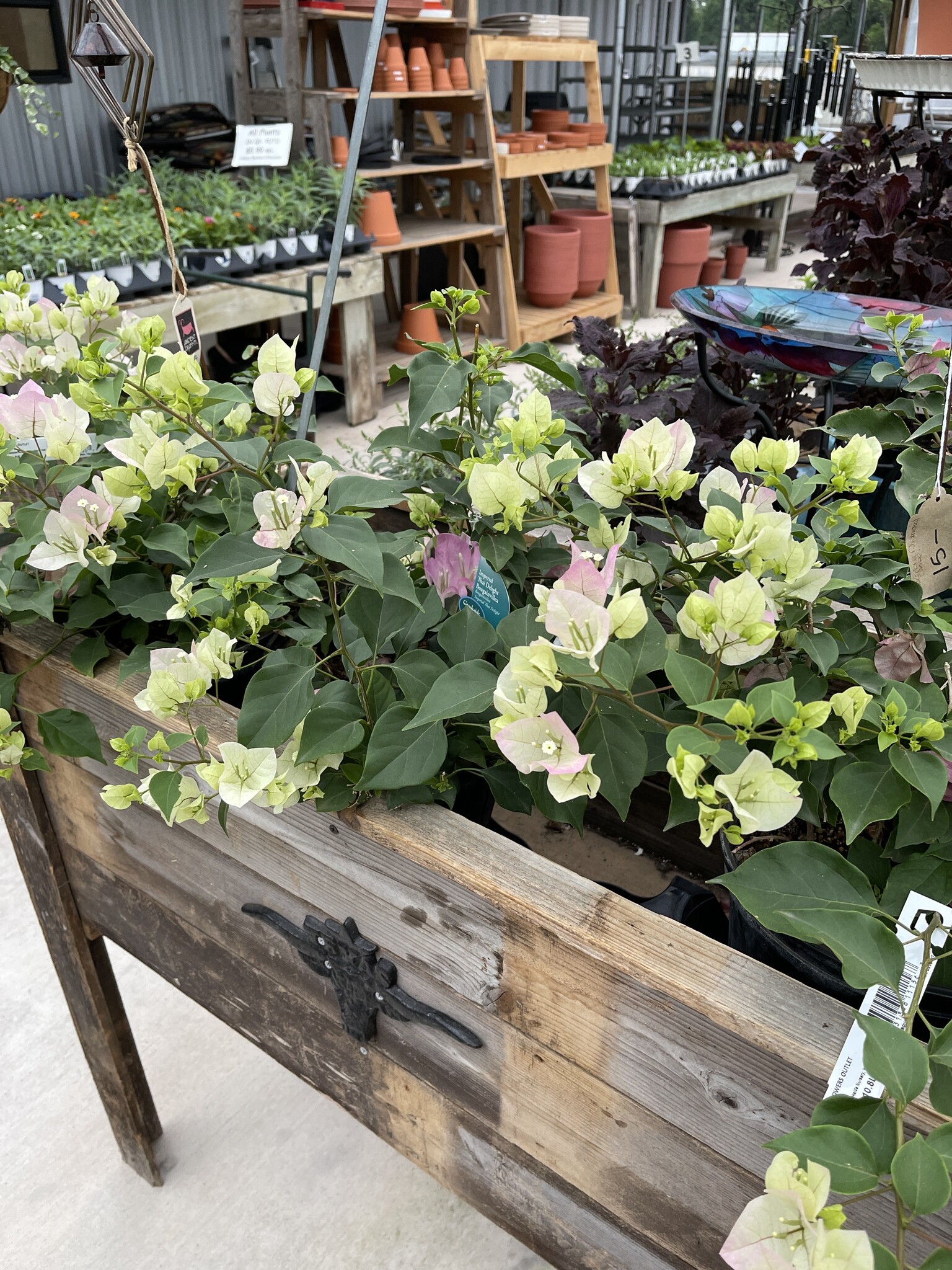 BOUGAINVILLEA, 'THAI DELIGHT', 3G (bicolor pink)