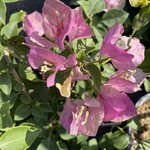 BOUGAINVILLEA, 'THAI DELIGHT', 3G (bicolor pink)