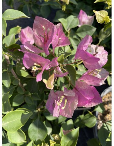BOUGAINVILLEA, 'THAI DELIGHT', 3G (bicolor pink)
