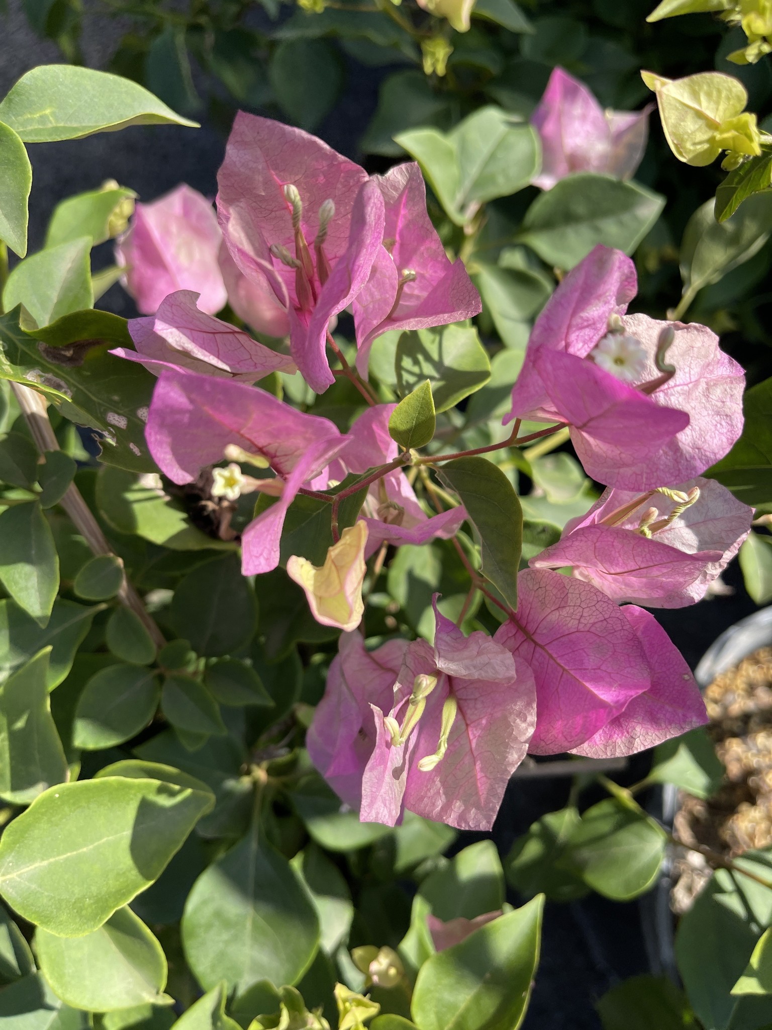 BOUGAINVILLEA, 'THAI DELIGHT', 3G (bicolor pink)