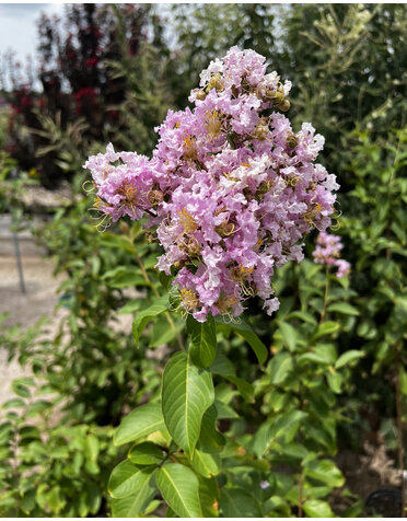 Crape Myrtle 'Basham Pink' 30G