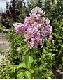 'BASHAM PINK' CRAPE MYRTLE, 30 GALLON