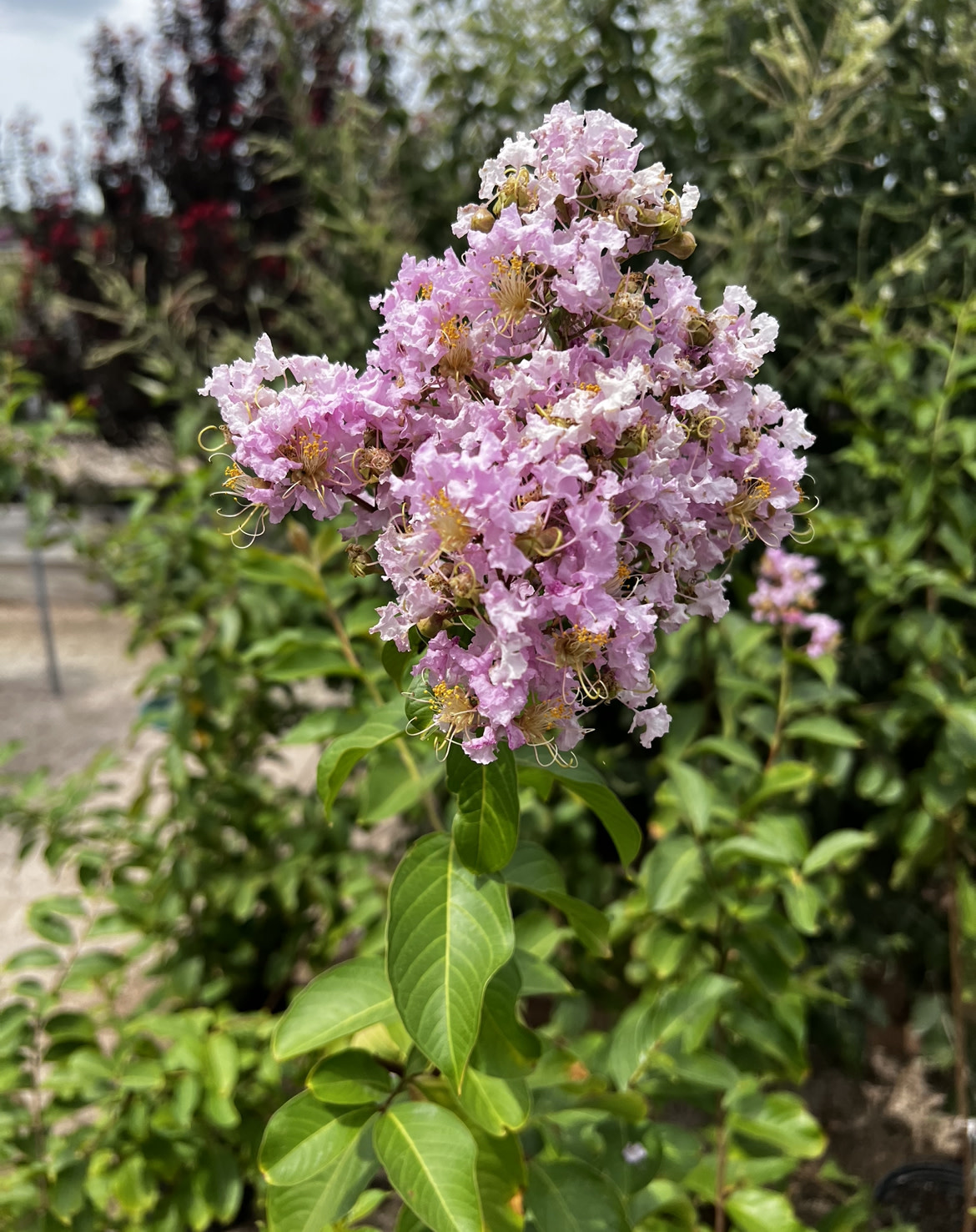 Basham Pink Crape Myrtle 30 Gallon - Lagerstroemia indica 'Basham Pink'